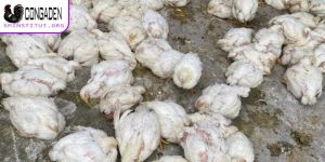 bệnh Gumboro ở gà