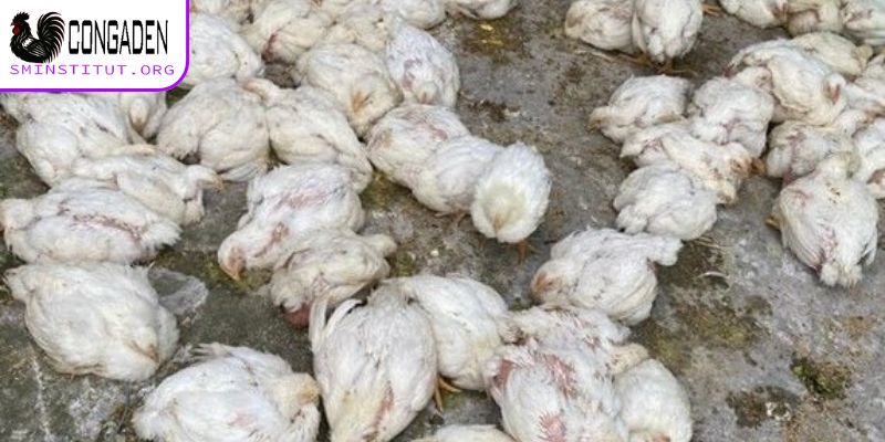 bệnh Gumboro ở gà