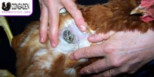 Bệnh ký sinh trùng đường máu ở gà