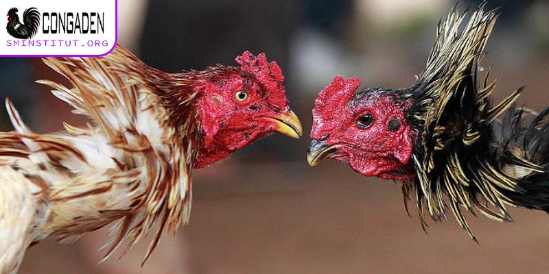 Cách chữa mốc cho gà chọi cần chú ý gì?