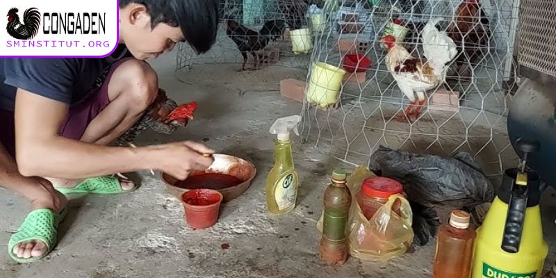 Cách ngâm rượu bóp cho gà chọi chuẩn chỉnh