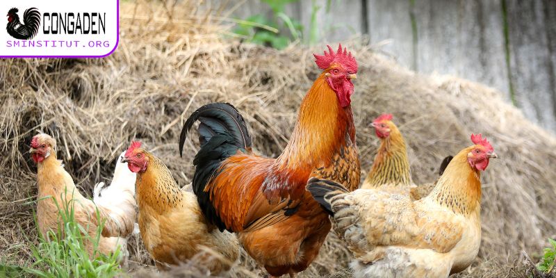 Gà ăn không tiêu - Nguyên nhân, cách chữa trị hiệu quả 7 Cách ngừa gà ăn không tiêu hiệu quả nhất