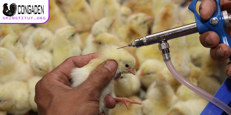 Cách phòng bệnh ký sinh trùng đường máu ở gà