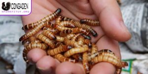 Cách vô mồi cho gà đá