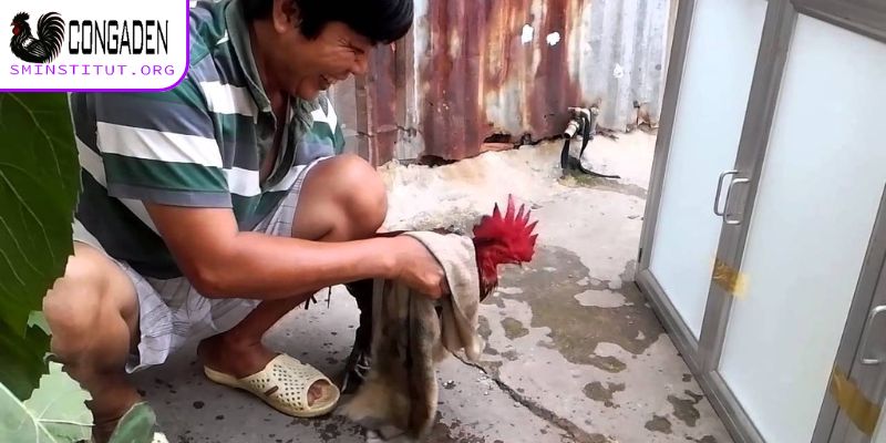 Cần chuẩn bị những gì trước khi ngâm rượu bóp cho gà