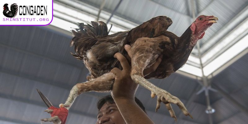 Trang Chủ 20 Chọn gà có sức khoẻ tốt