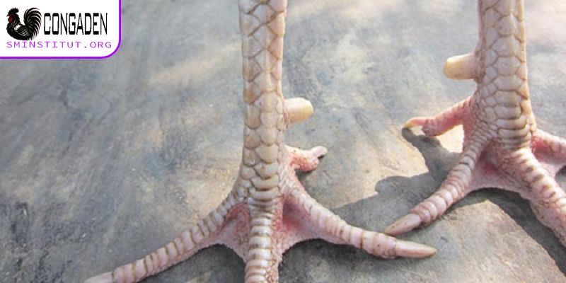 Dấu hiệu nhận biết vảy gà chọi xấu