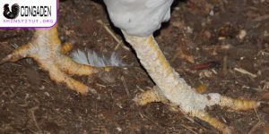 Gà bị sưng khớp chân