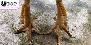 Gà chân lông vảy loạn