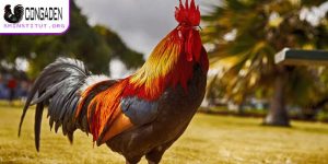 Gà thay lông bao lâu