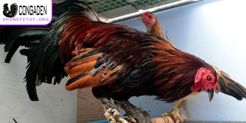 Giá trị thực tế của gà chọi chân lông vảy loạn
