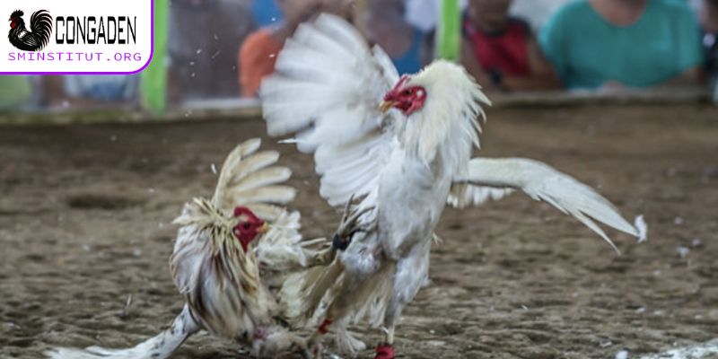 Trang Chủ 16 Link xem trực tiếp gà chọi chất lượng