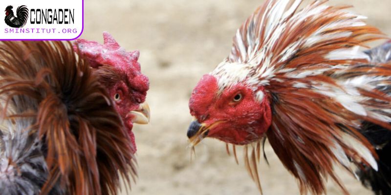 Trang Chủ 18 Những hình thức đá gà nổi tiếng