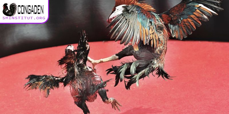 Trang Chủ 15 Thông tin về trang Congaden (Con Gà Đen)