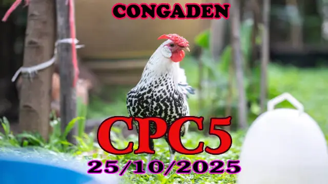 Đá gà trực tiếp C5 phát lại hôm nay 25/10/2025