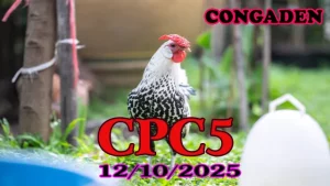 Phát Lại Đá Gà Trực Tiếp C5 Thomo Hôm Nay 12/10/2025