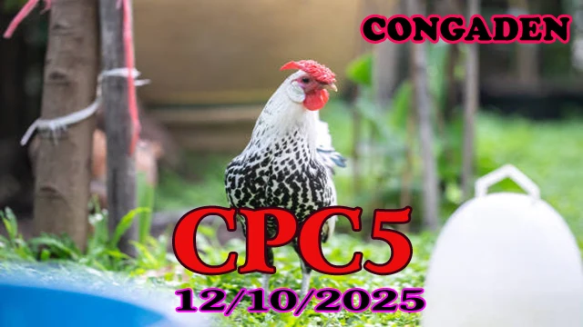 Phát Lại Đá Gà Trực Tiếp C5 Thomo Hôm Nay 12/10/2025