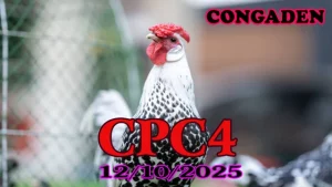 Xem Lại Clip Đá Gà C4 Hôm Nay 12/10/2025