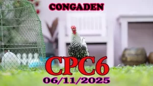 Full clip đá gà Thomo CPC6 hôm nay 06/11/2025 hot nhất