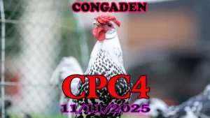 Phát Lại Đá Gà Trực Tiếp Thomo CPC4 Ngày 11/11/2025 – Trận Hot Nhất