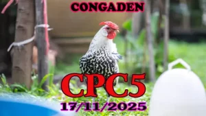 Clip đá gà trực tiếp CPC5 Thomo hôm nay 17112025 full trận