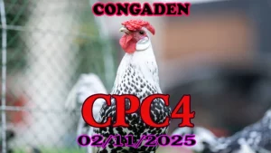 Xem lại đá gà Thomo CPC4 ngày 02/11/2025 hôm nay