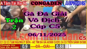 Gà Đá Giải C5 Trận 2: Anh Tám Tài Xỉu (0đ) vs Anh CF 789B (0đ)