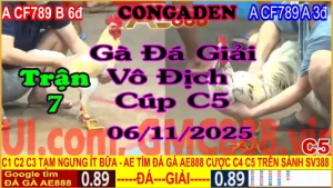 Gà Đá Giải C5 Trận 7: A.CF789 B (6đ-đỏ) vs A.CF789 A (3đ-xanh)
