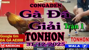 Gà Đá Giải TONHON Trận 1 A Nhân R.Giá vs A Minh H.Giang – Hạng Cân 3.2kg