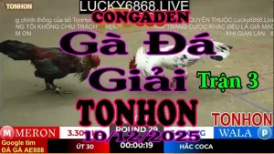 Gà Đá Giải TONHON Trận 3 A Út 30 vs A Hắc Coca – Hạng Cân 3.3kg