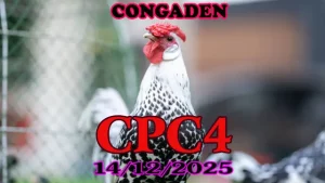 Phát Lại Trực Tiếp Đá Gà CPC4 Hôm Nay 14122025