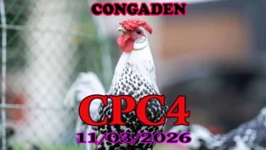 Tổng hợp video đá gà trực tiếp CPC4 ngày 11032026 mới nhất