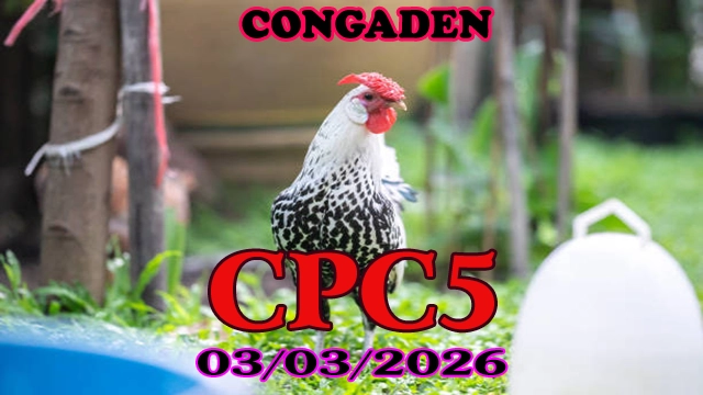 Xem đá gà CPC5 hôm nay 03032026 – Kênh trực tiếp uy tín