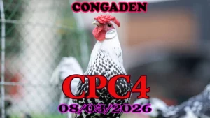 Xem video đá gà trực tiếp CPC4 ngày 08032026 – Clip gà đá Thomo mới nhất